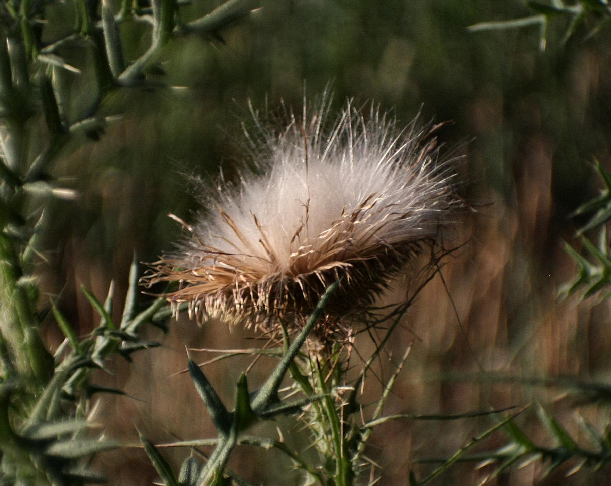 Cirsium vulgare